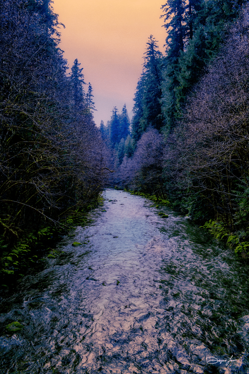 "McKenzie Evening"