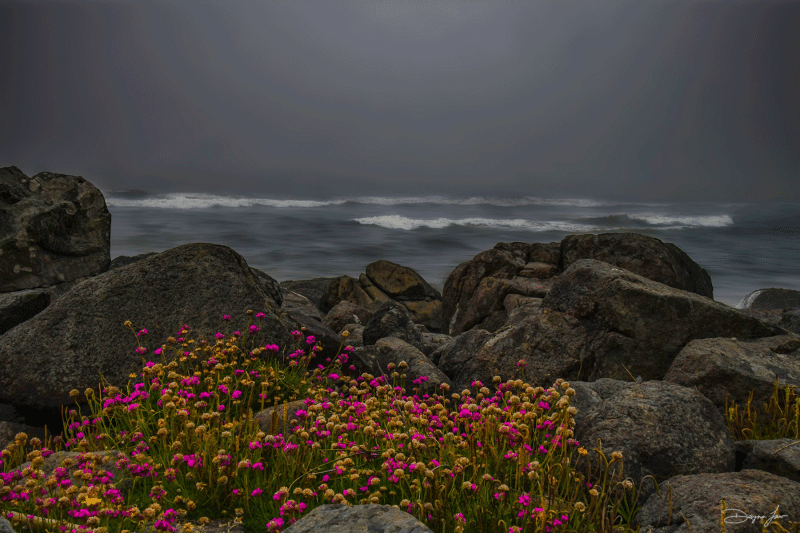 "Coastal Solace"